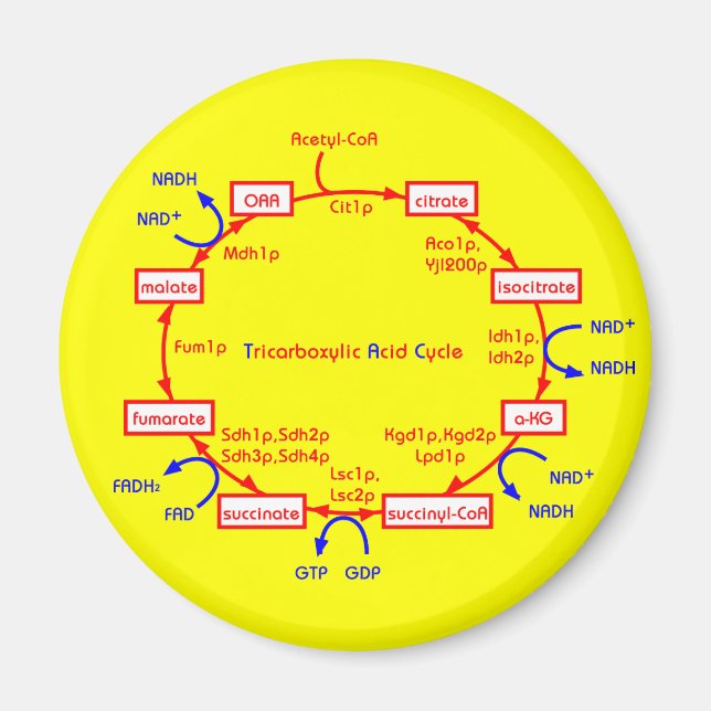 Aimant cycle acide tricarboxylique (Devant)
