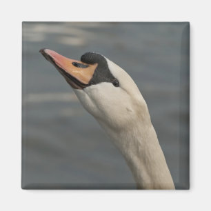Aimant Cygne
