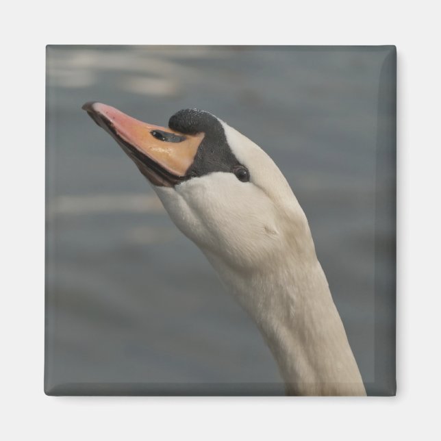 Aimant Cygne (Devant)