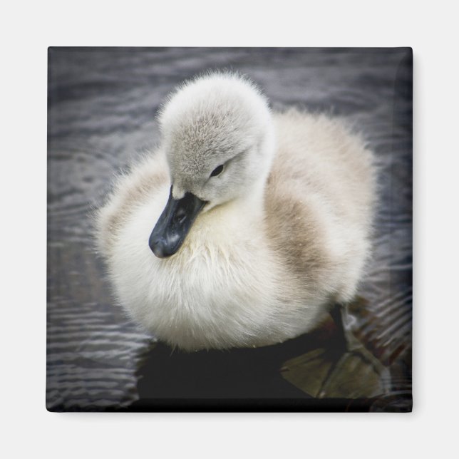 Aimant Cygne bébé | Cygnet (Devant)