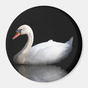 Aimant Cygne blanc sur noir