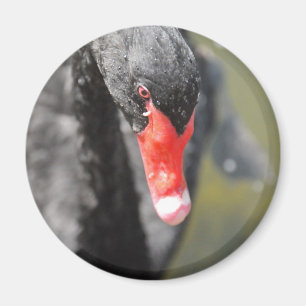 Aimant Cygne noir