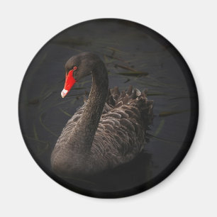 Aimant Cygne noir