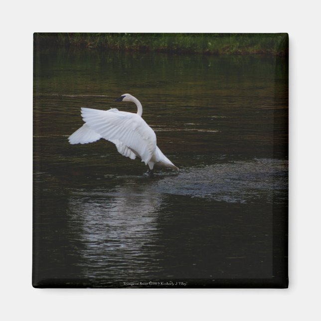 Aimant Cygne trompette (Devant)