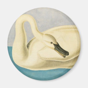 Aimant Cygne trompette par John James Audubon, Oiseau Vin