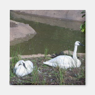 Aimant Cygnes