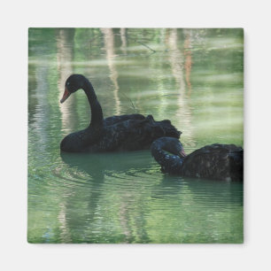 Aimant cygnes noirs