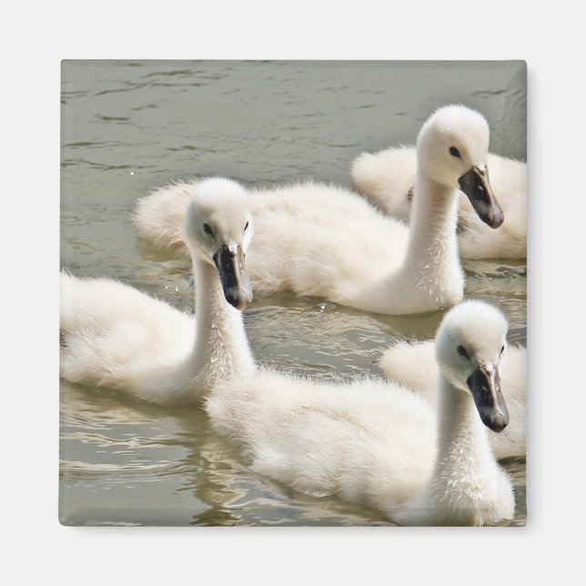 Aimant Cygnets de cygne nager (Devant)