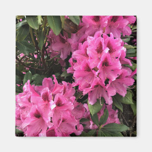 Aimant Cynthia Rhododendrons, Oregon