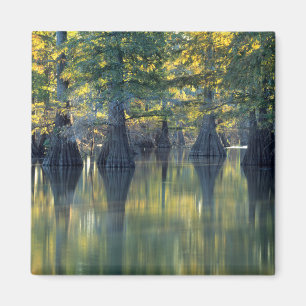 Aimant Cyprès chauves Horseshoe Lake Illinois