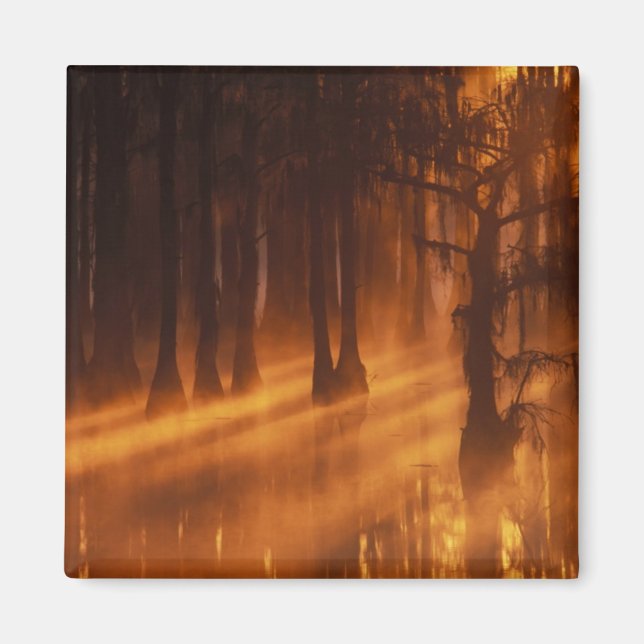 Aimant Cypress Trees | George Smith State Park (Devant)