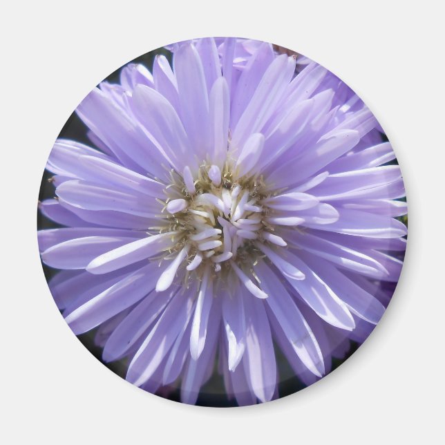 Aimant Cyrène (Devant)