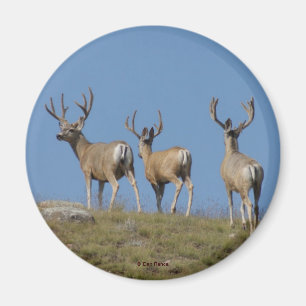 Aimant D9 Mule Deer Bucks in Velvet