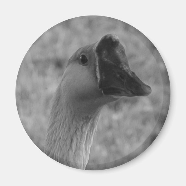 Aimant da goose (Devant)