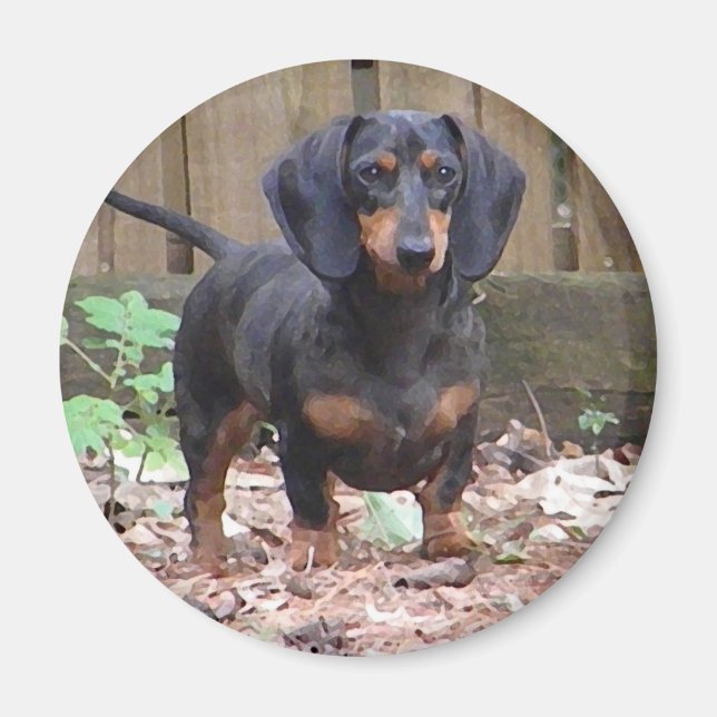 aimant dachshund mignon (Devant)