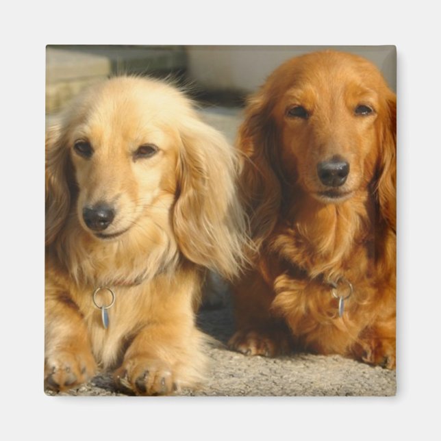 Aimant Dachshunds mignons (Devant)