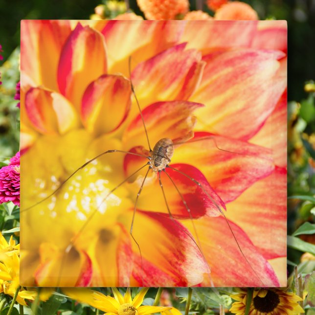 Aimant Daddy Long Legs sur dahlia jaune rouge (Créateur téléchargé)