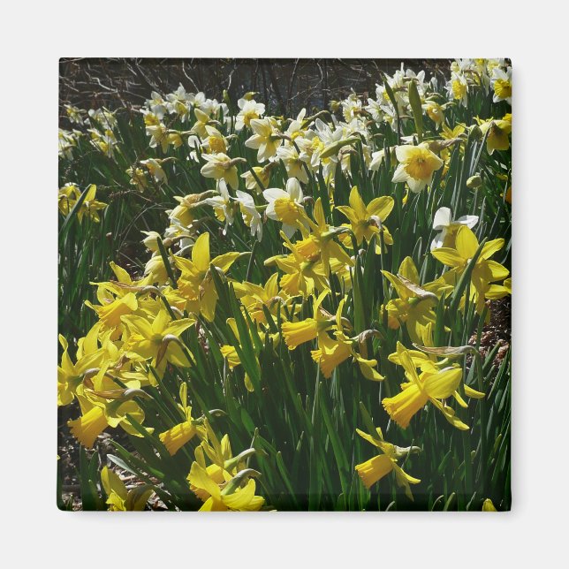 Aimant Daffodiles jaunes et blancs Fleurs de printemps (Devant)