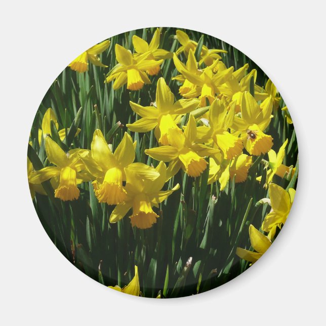 Aimant Daffodiles Jaunes I Fleurs De Printemps Cheveux (Devant)