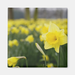 Aimant Daffodils (RF)