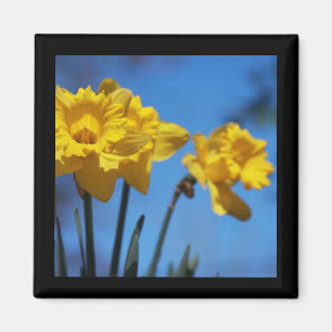 Aimant Daffodilux