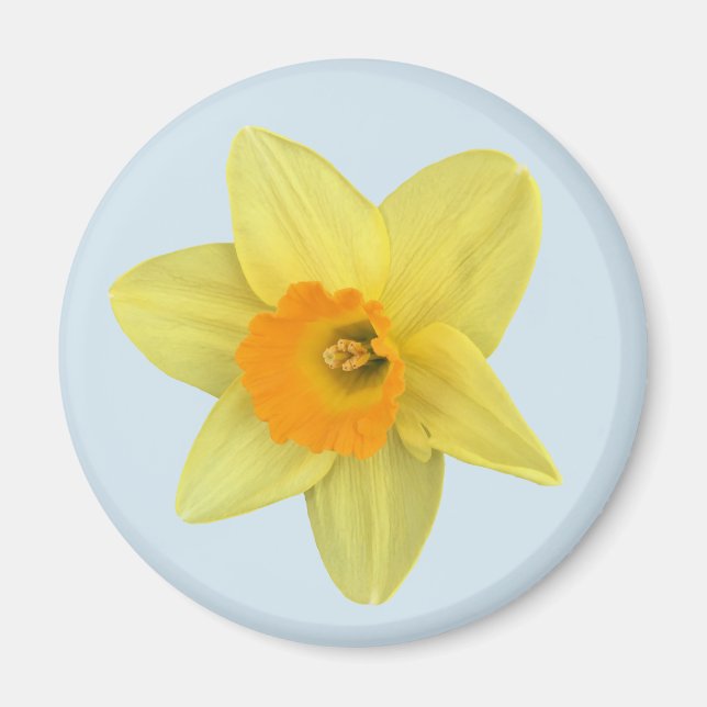 Aimant Daffodique de printemps jaune sur bleu pâle (Devant)