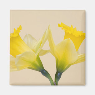 Aimant Daffodique jaune