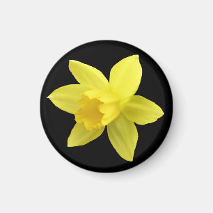 Aimant Daffodique jaune sur noir