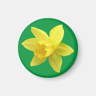 Aimant Daffodique jaune sur vert
