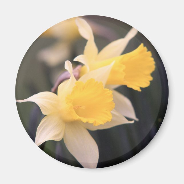 Aimant Daffodique Sauvage Double (Devant)