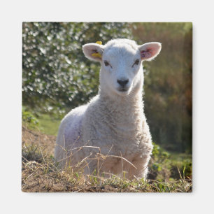 Aimant d'agneau mignon