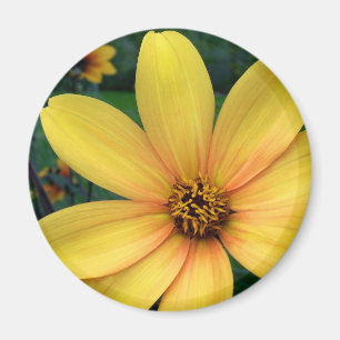 Aimant Dahlia Bishop De York