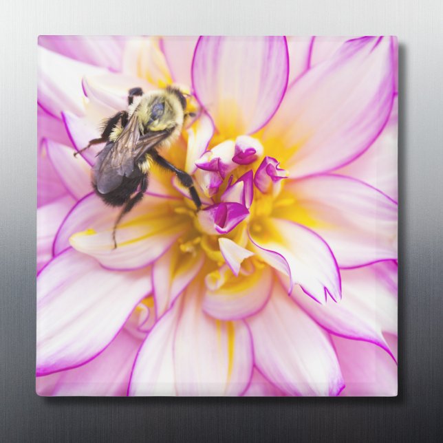 Aimant Dahlia blanc et rose avec bourdon (Créateur téléchargé)