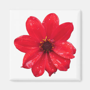 Aimant Dahlia dans la pluie