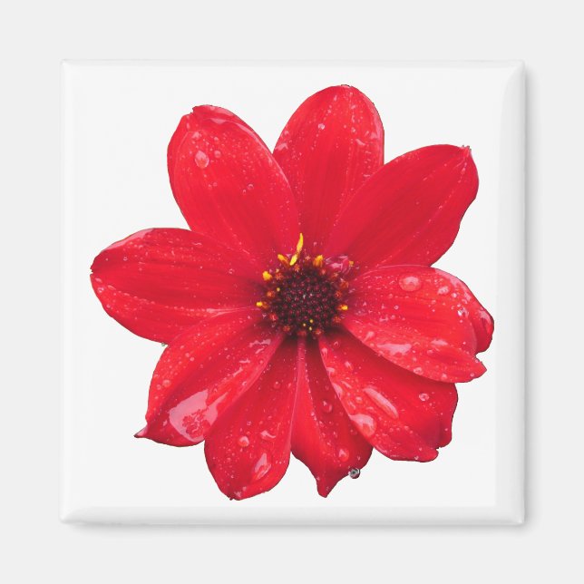 Aimant Dahlia dans la pluie (Devant)