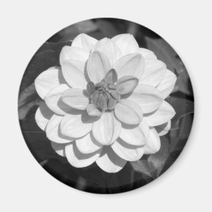 Aimant Dahlia 'David Howard' B&W