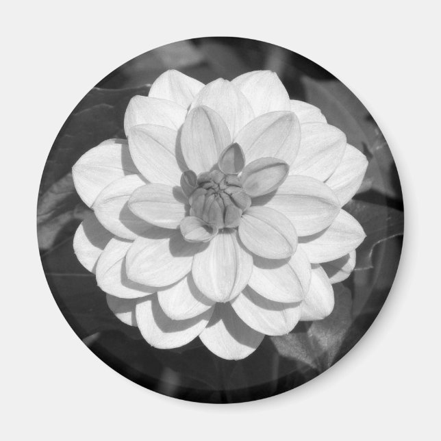 Aimant Dahlia 'David Howard' B&W (Devant)