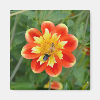 Aimant dahlia orange et jaune