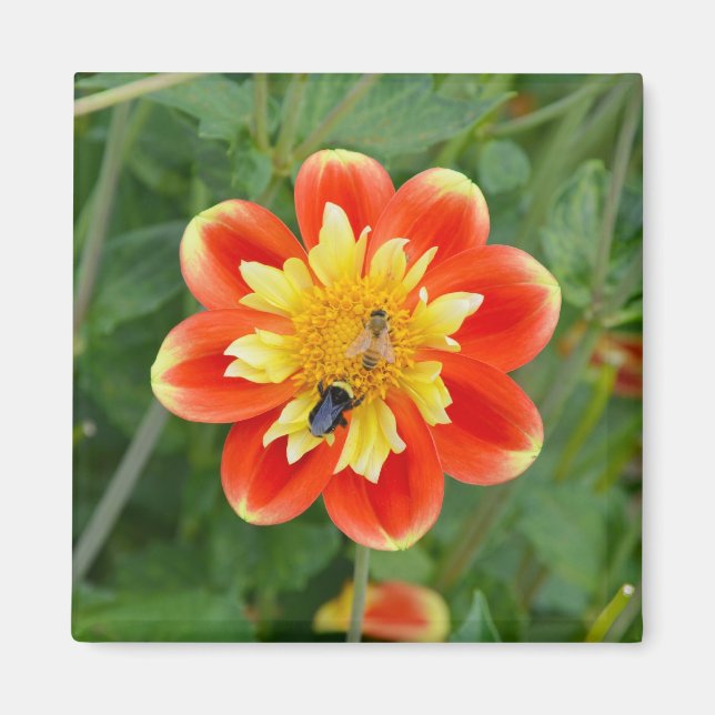 Aimant dahlia orange et jaune (Devant)