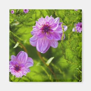 Aimant Dahlia Rose Fantaisie