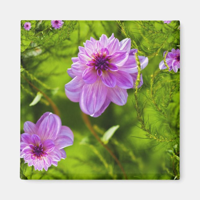 Aimant Dahlia Rose Fantaisie (Devant)
