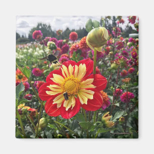 Aimant Dahlia Wheels