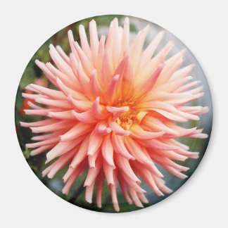 Aimant Dahlias Fleur Éblouissante