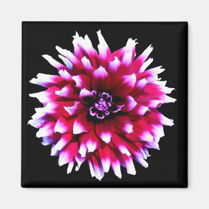 Aimant Dahlias Rose Chic Épanouissement sur Fleur Noire