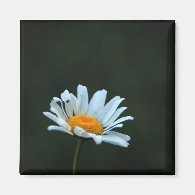 Aimant Daisy (Devant)