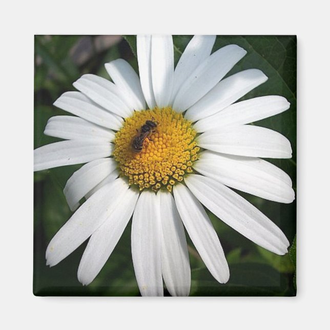 Aimant Daisy (Devant)