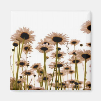 Aimant Daisy