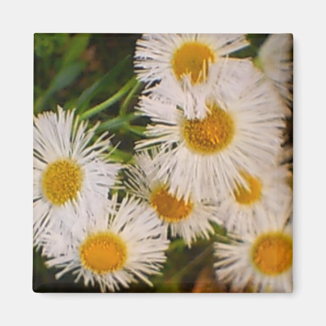 Aimant Daisy (Devant)