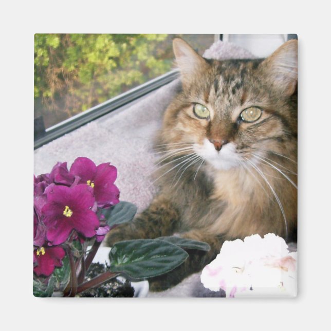 Aimant Daisy 4 (Devant)