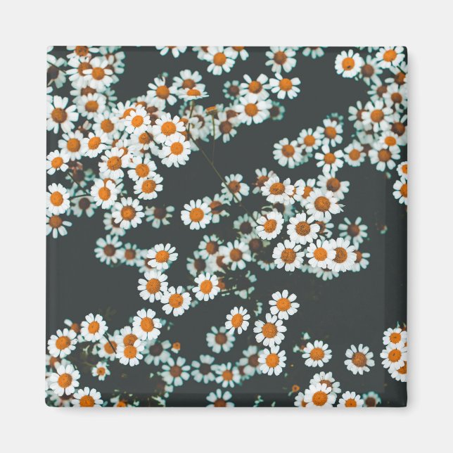 Aimant Daisy Daisies Floral (Devant)